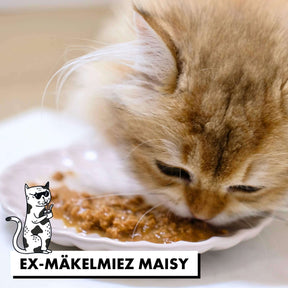 Maisy ist sehr mäkelig, aber frisst das Nassfutter in Soße von STRAYZ in der Sorte Pute & Karotte
