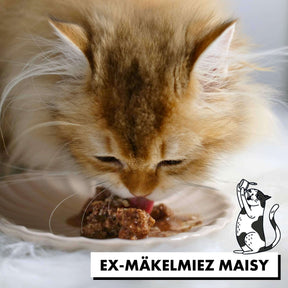 Maisy ist sehr mäkelig, aber frisst das Nassfutter in Soße von STRAYZ in der Sorte Rind & Rote Bete