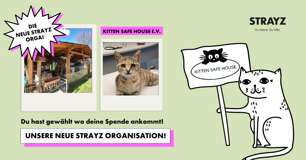 Das Kitten Safe House aus Kroatien ist die 11. STRAYZ Orga. 