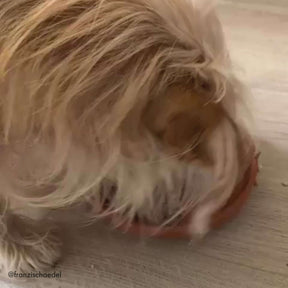 Video von einem Hund, der STRAYZ Bio Hundefutter frisst