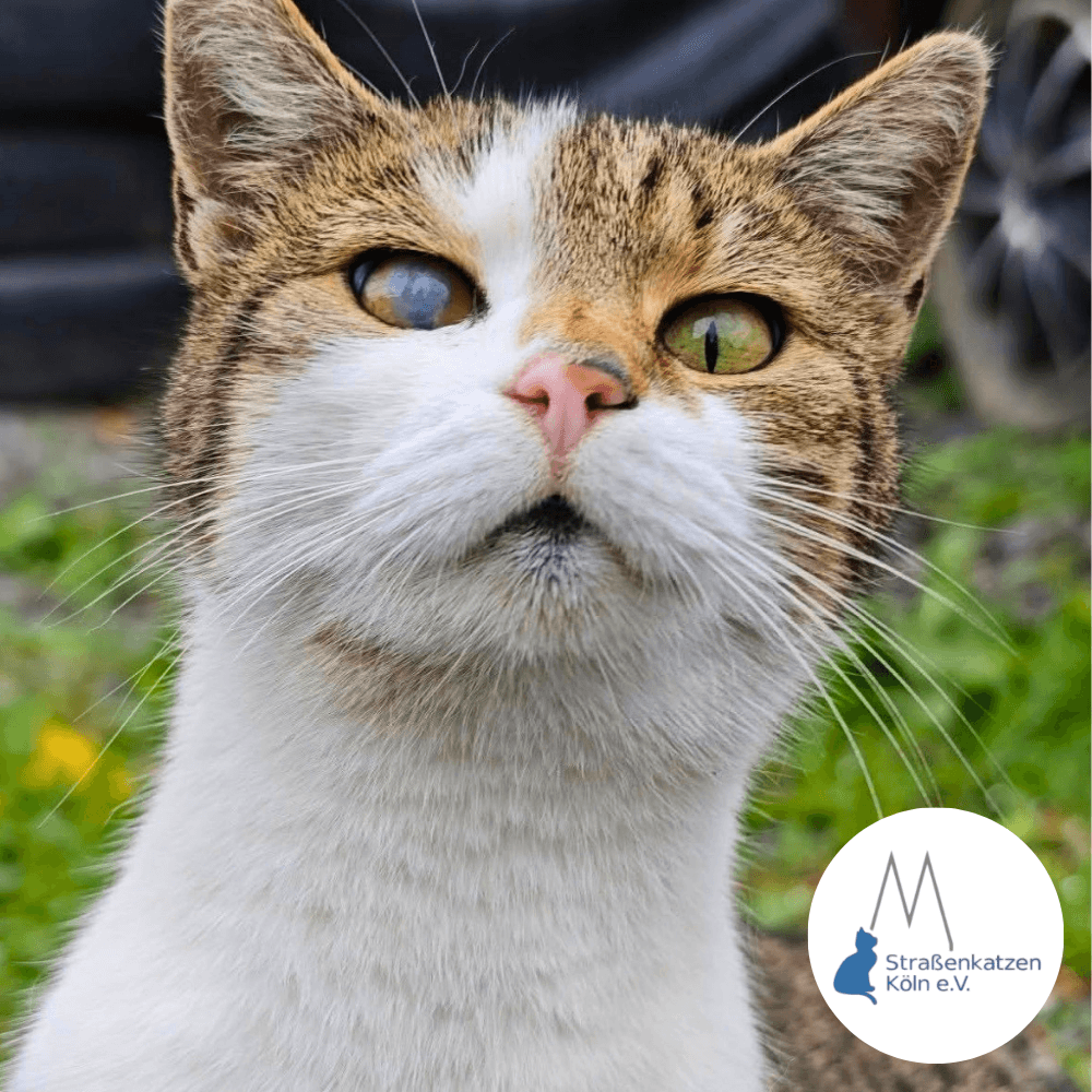 Eine mehrfarbige Katze des Straßenkatzen Köln e.V. schaut frech in die Kamera. 