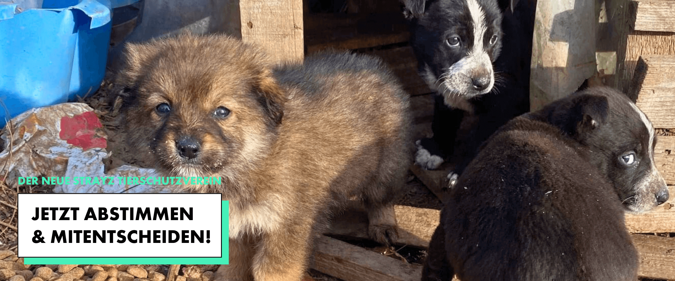 Welpen von Straßenhunden - Stimme jetzt für die 12. STRAYZ Tierschutz-Organisation ab.
