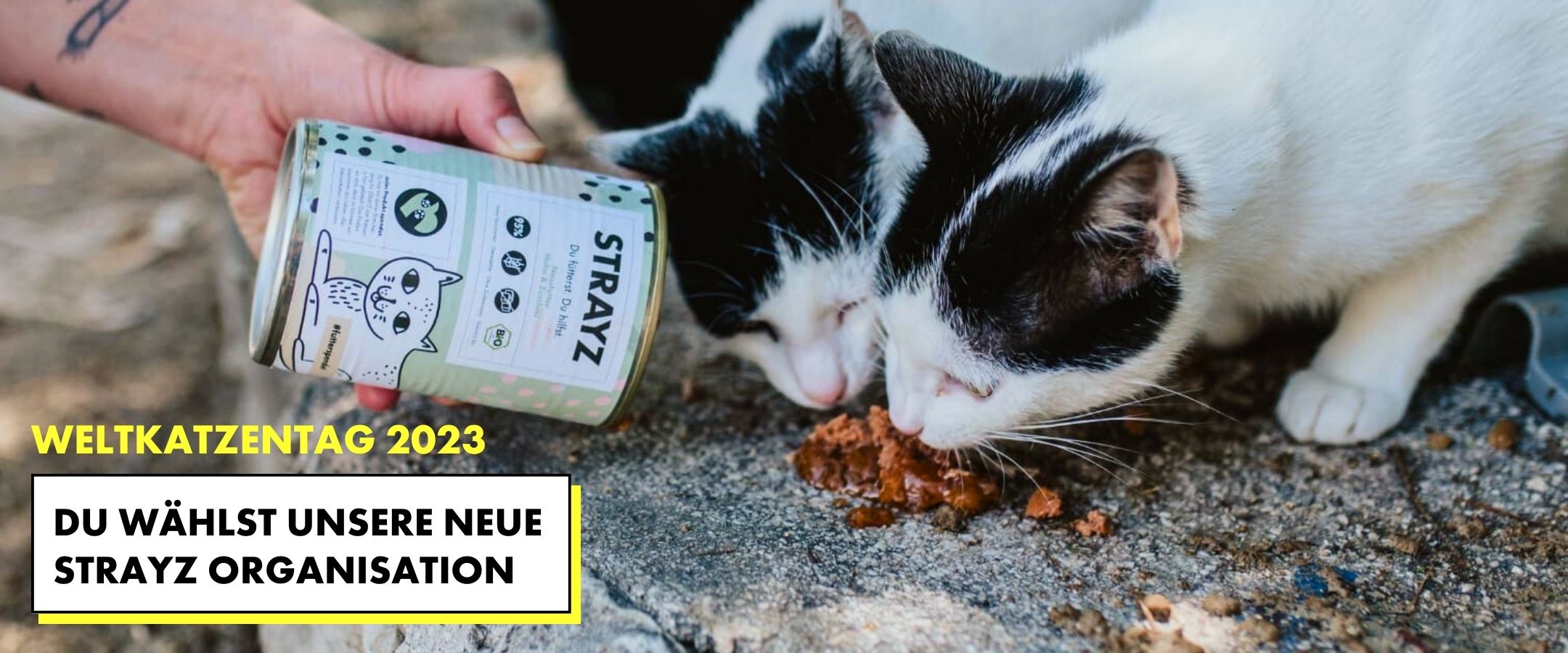 STRAYZ sucht eine neue Tierschutzorganisation zum Weltkatzentag 2023. Auf diesem Bild werden Straßenkatzen mit dem Futter von STRAYZ Bio Katzenfutter gefüttert.