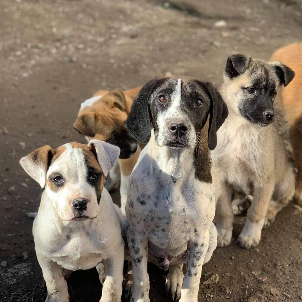 STRAYZ Straßenhunde von der Tierschutzorganisation Hundegarten Serres