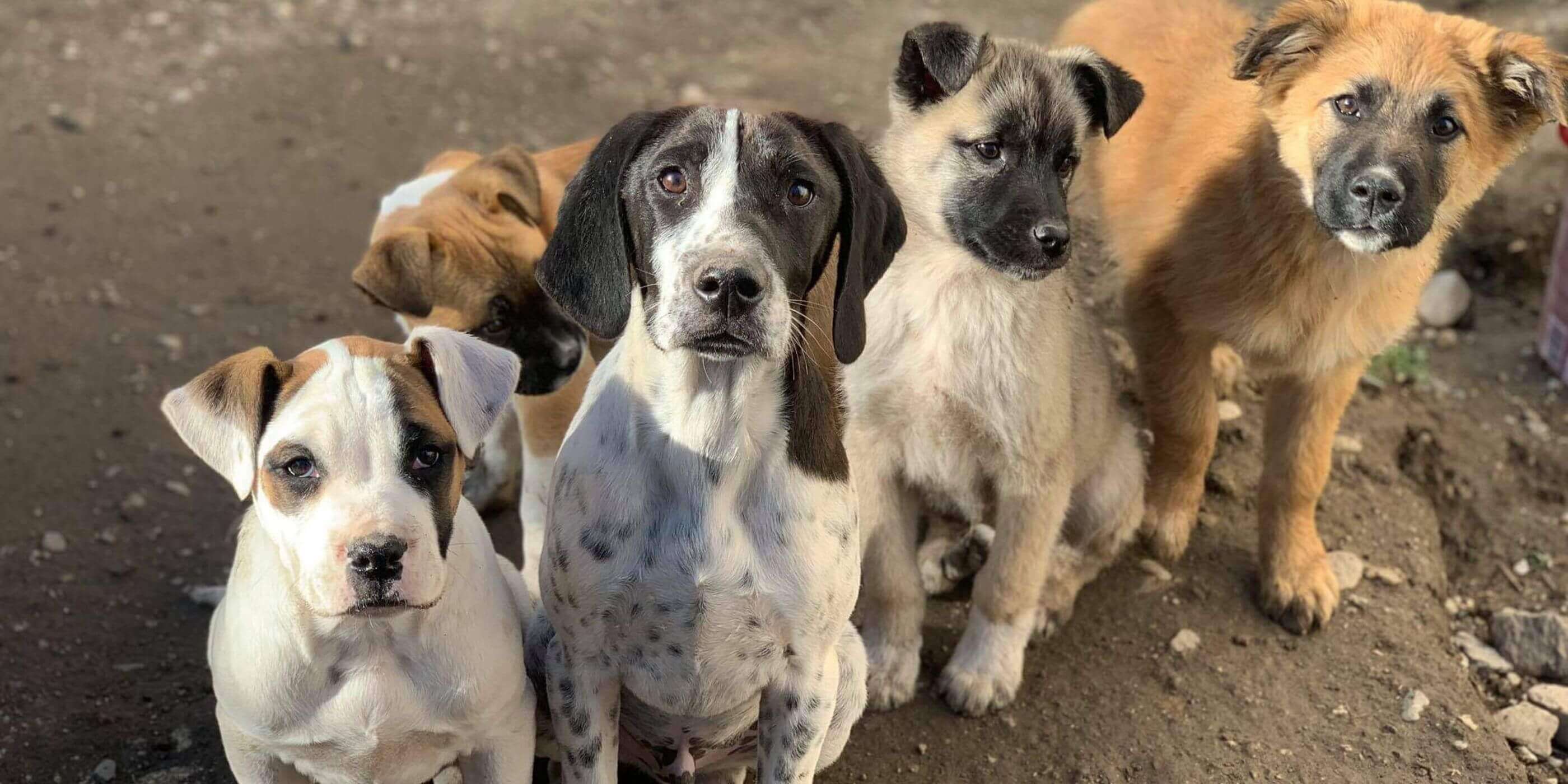 STRAYZ Straßenhunde der Tierschutzorganisation Hundegarten Serres