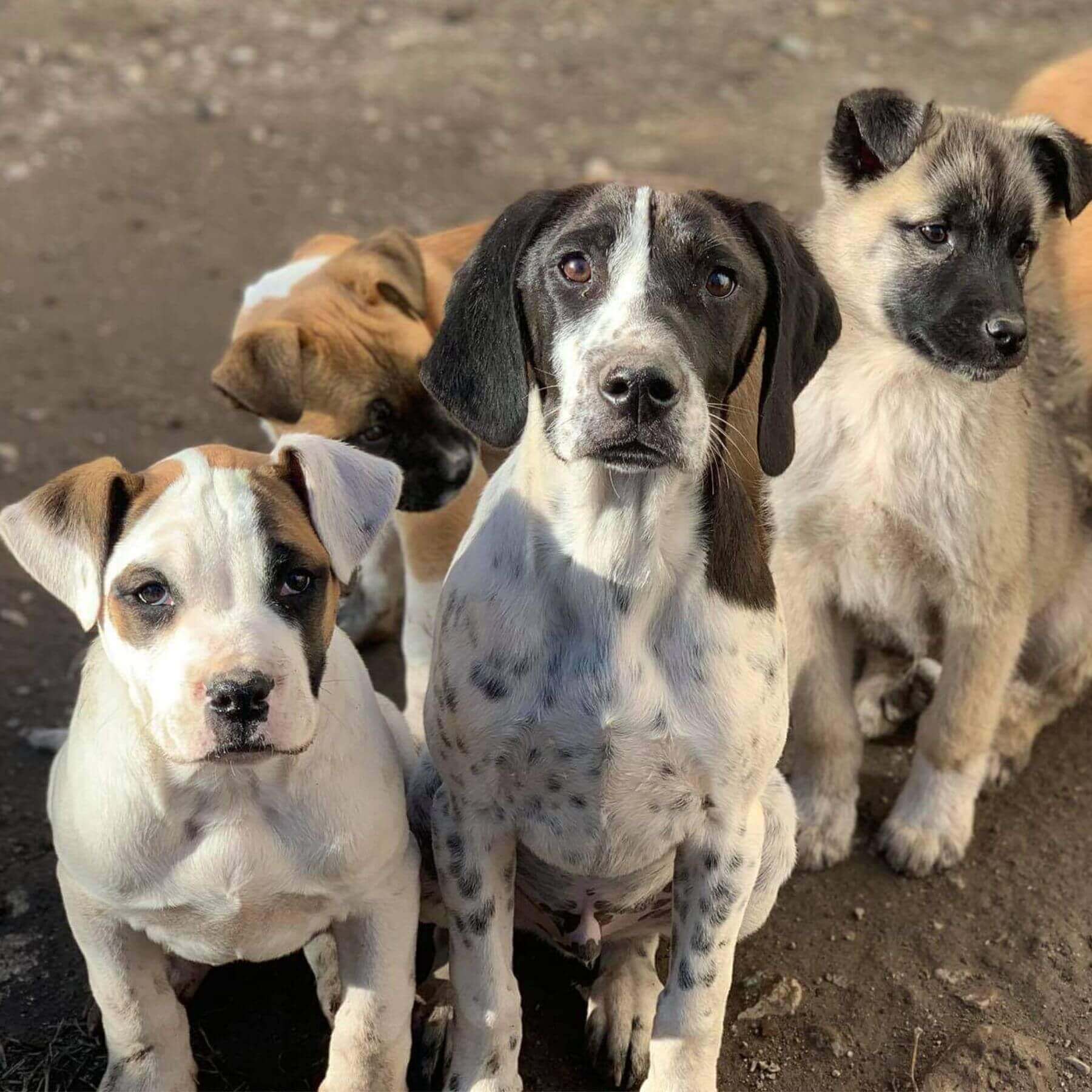 STRAYZ Straßenhunde der Tierschutzorganisation Hundegarten Serres