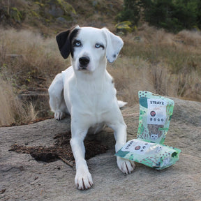 Ein weißer Hund posiert neben seinen Lieblingssnacks von STRAYZ. Sorte: 100% Hirsch gefriergetrocknet.