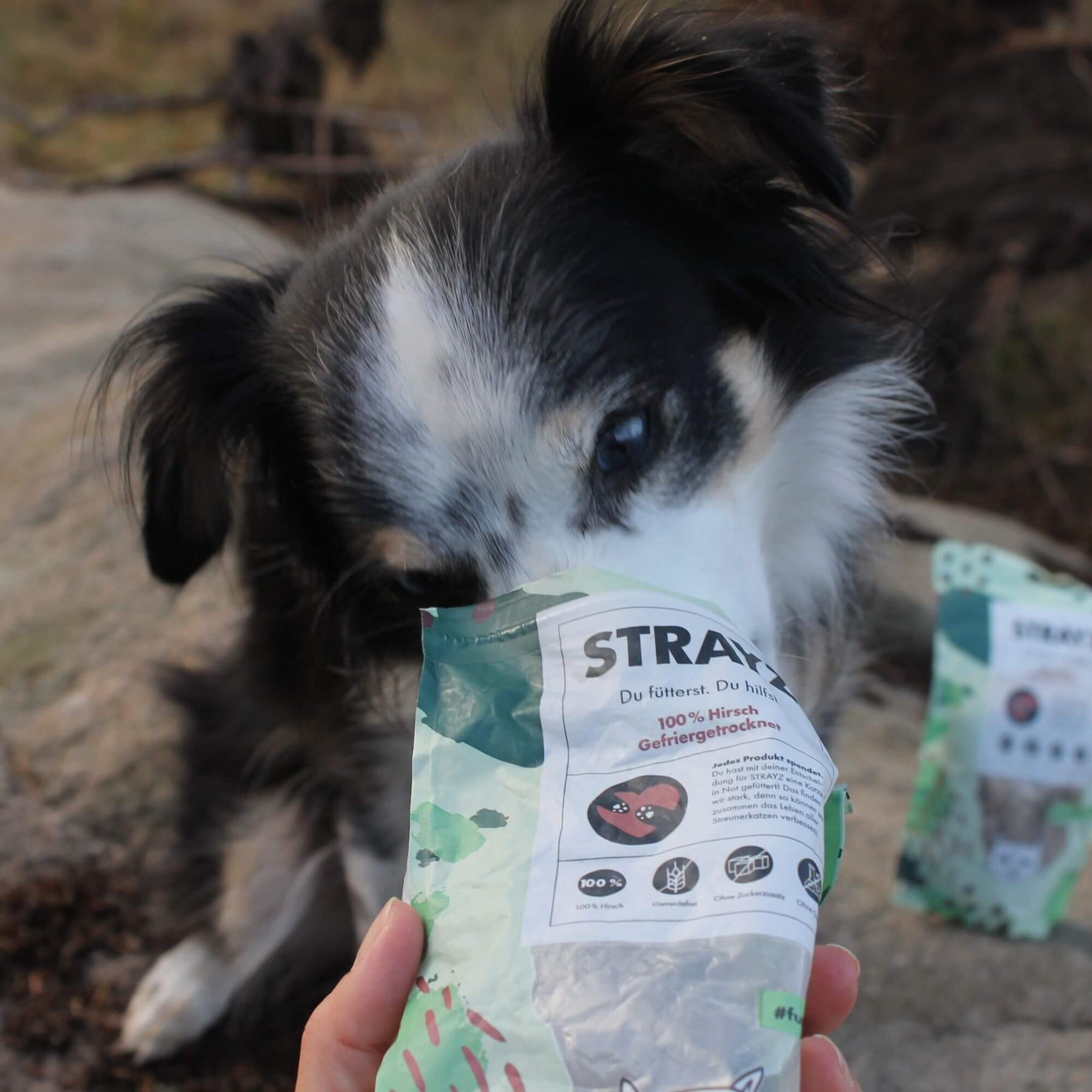 Hund liebt die Hundesnacks von STRAYZ in der Sorte Hirsch und steckt seine Nase in die Verpackung.