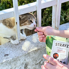 Eine griechische Straßenkatze darf den Hirsch Snack aus 100% gefriergetrocknetem Fleisch probieren.