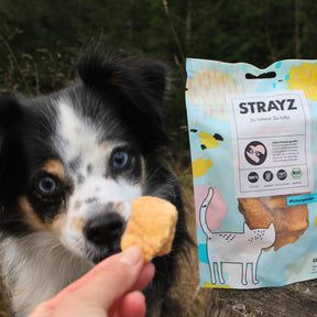 Die Augen eines kleinen Hundes werden ganz groß beim Anblick des großen Brockens gefriergetrockneter Lachs von STRAYZ. 