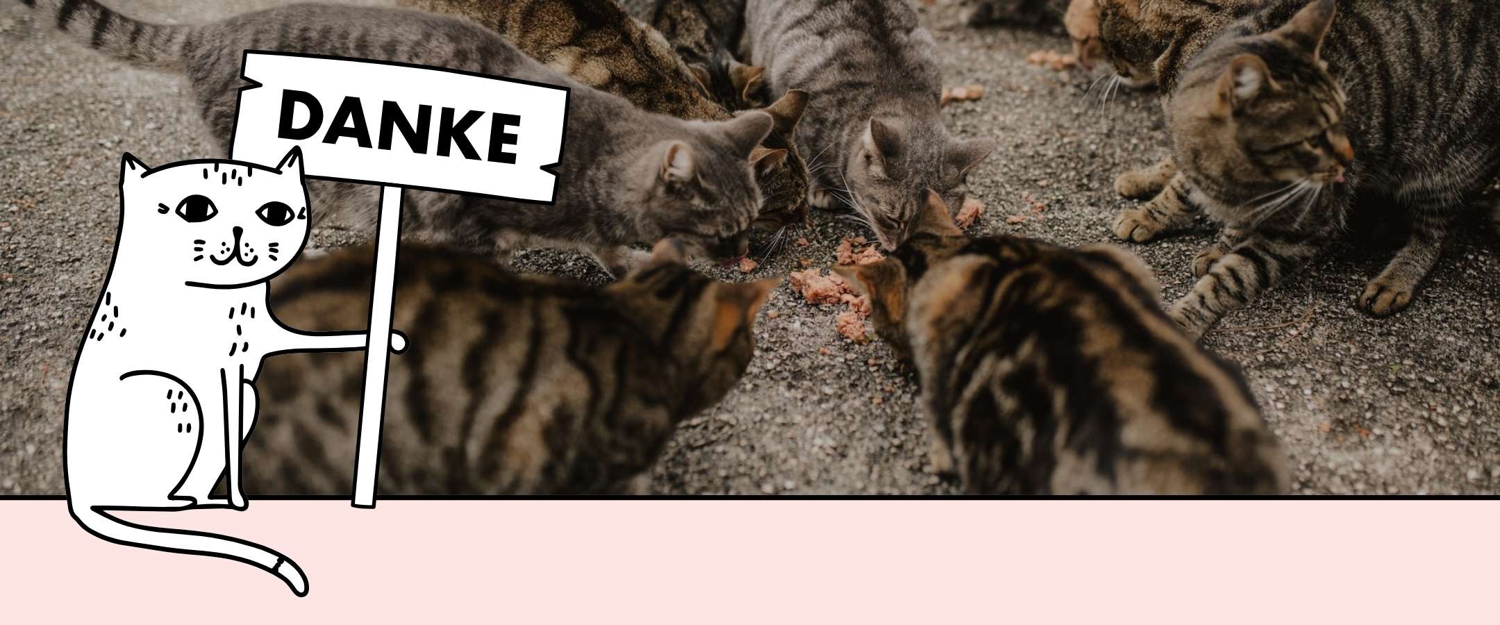Straßenkatzen bekommen durch die Spende, die durch STRAYZ Bio-Katzenfutter ermöglicht wird Futter. 
