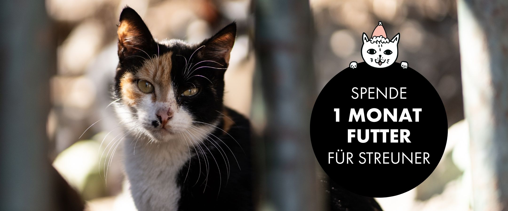 Straßenkatze schaut in die Kamera, Banner "Spende 1 Monat Futter für Streuner"