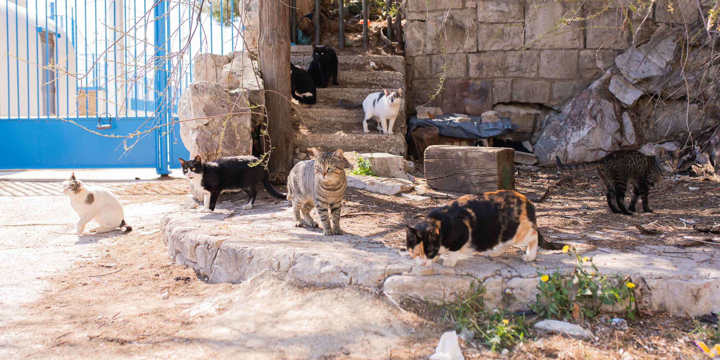 Straßenkatzen in Kroatien