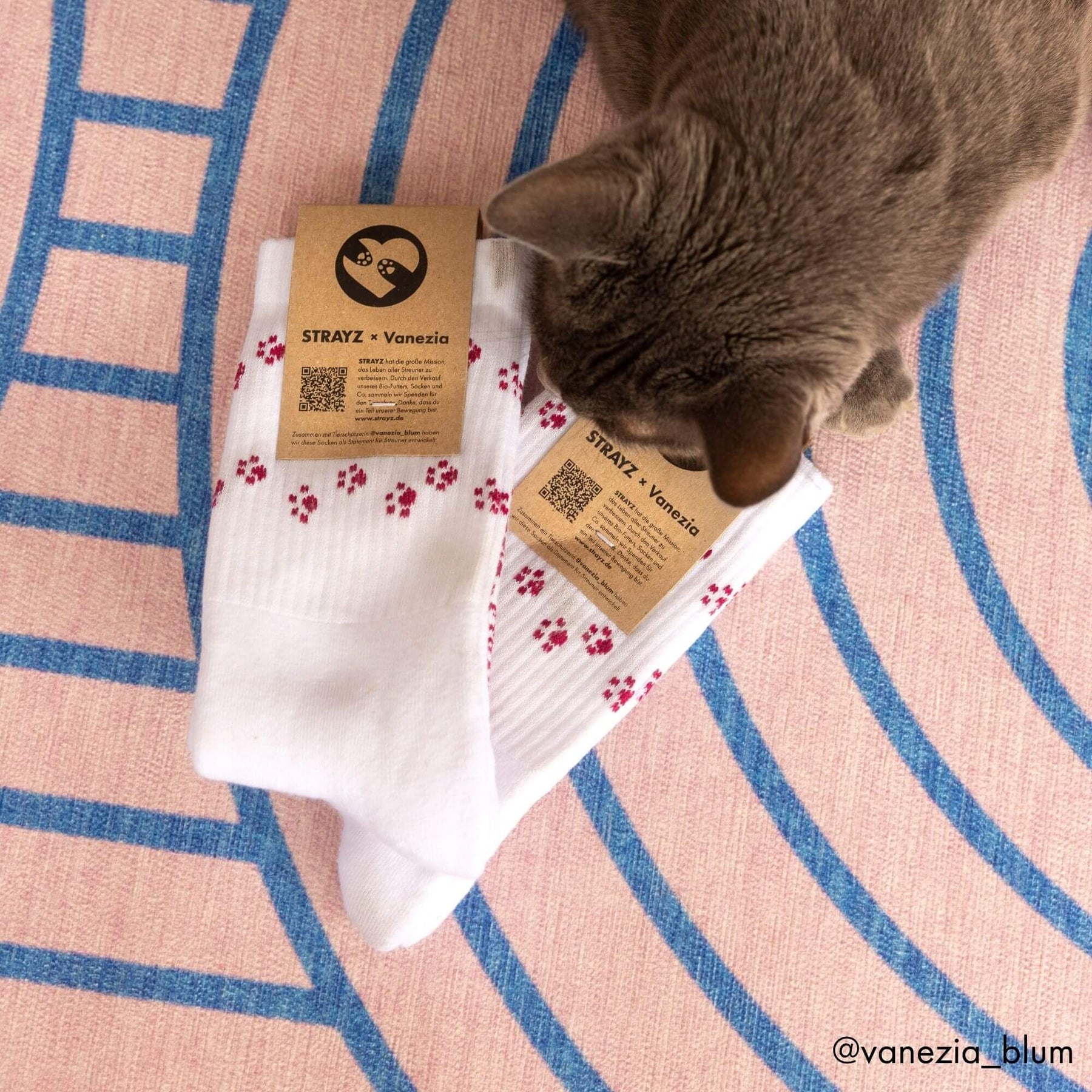 Graue Katze schnuppert an zwei Paar STRAYZ × Vanezia Tennissocken mit Pfotenmotiv und Banderole auf einem rosa-blauen Teppich