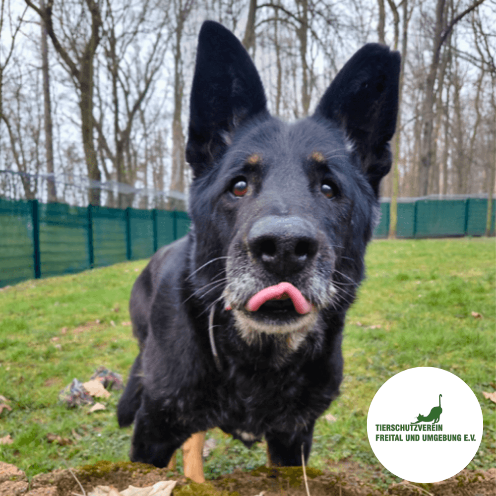 Ein schwarzer Hund auf dem Gelände des Tierschutzverein Freital und Umgebung e.V.