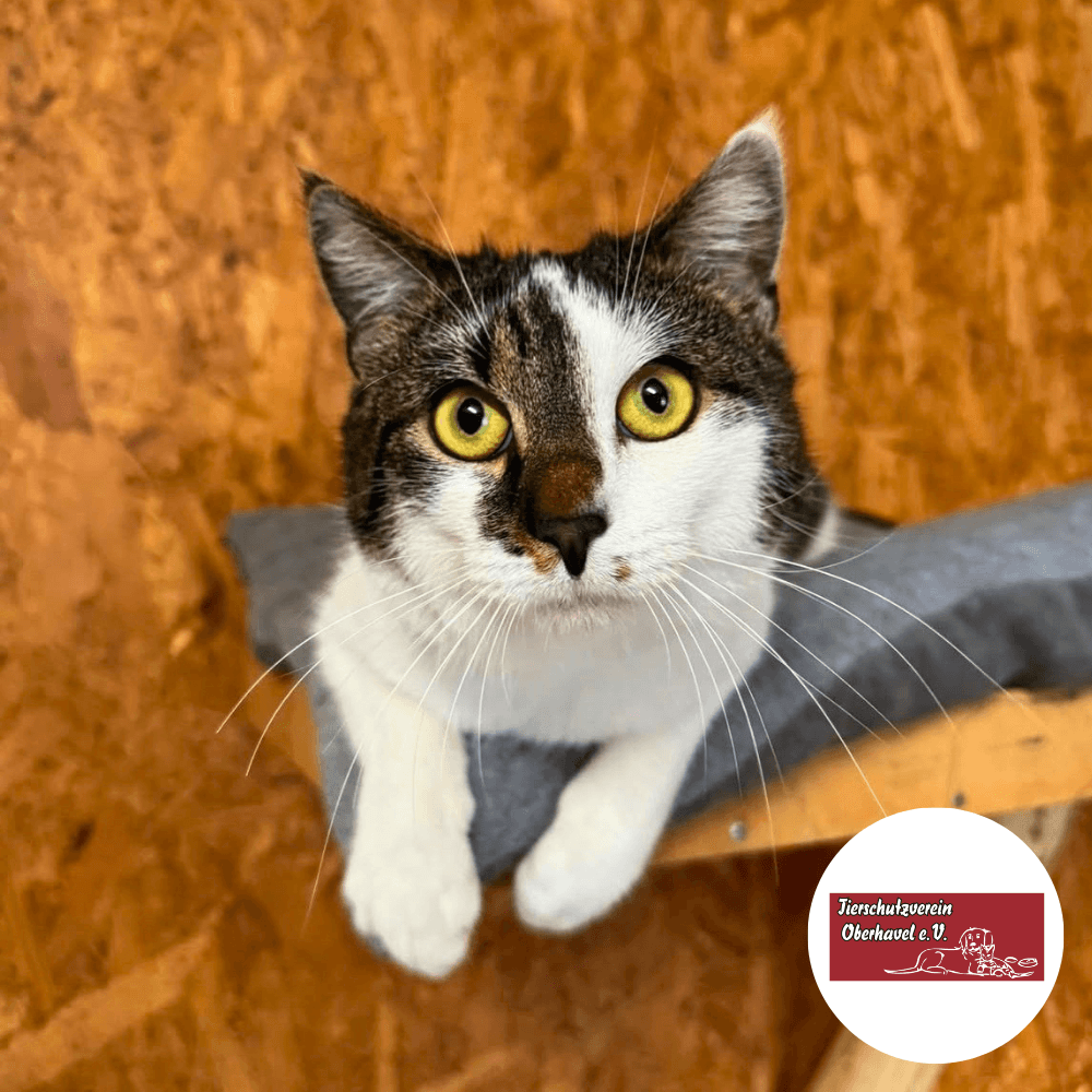 Eine mehrfarbige Katze auf einem Kratzbaum liegend beim Tierschutzverein Oberhavel e.V.