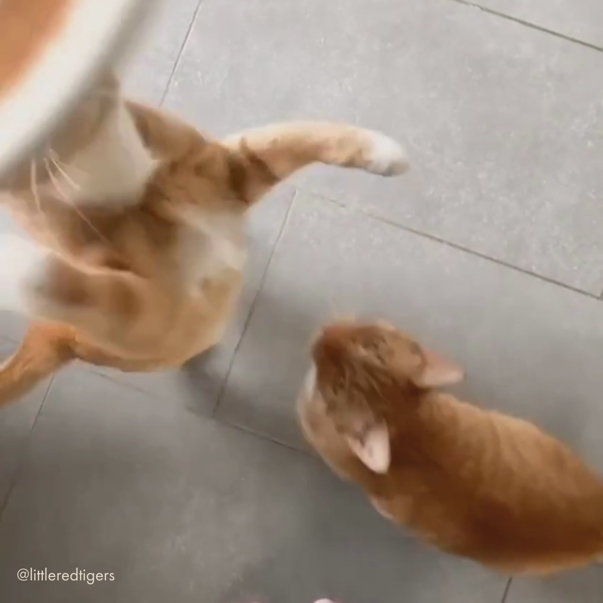 Video: Katzen trinken Suppe Huhn & Karotte von STRAYZ
