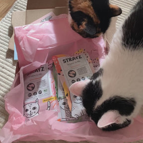 Video von zwei Katzen, die das STRAYZ Bio Katzenfutter Probierpaket entdecken