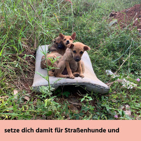 STRAYZ Gutschein