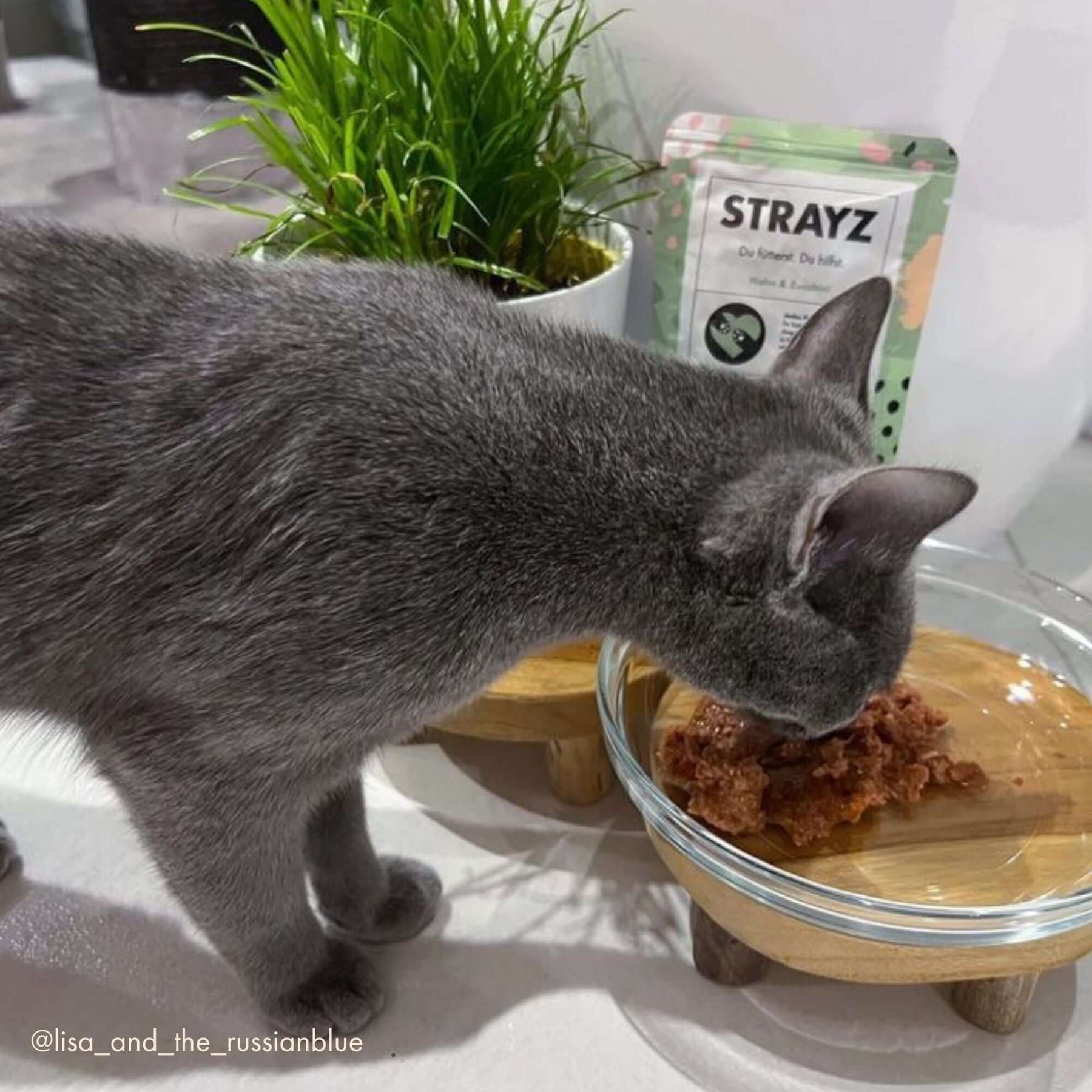Katze frisst STRAYZ Bio Katzenfutter Huhn & Zucchini